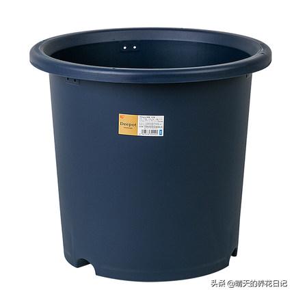 种百合怎么让它多长花苞,教你种百合