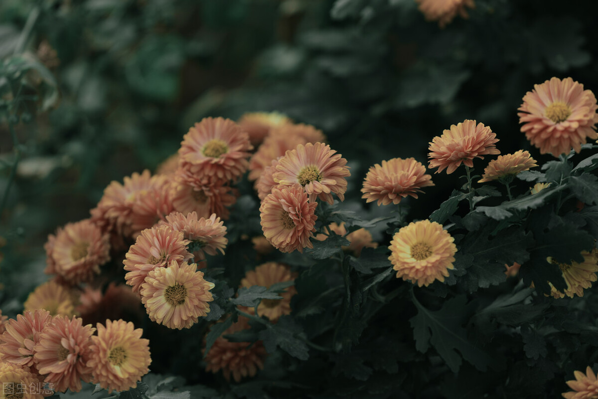 语文知识描写人物的词语,描写花的好词好句摘抄