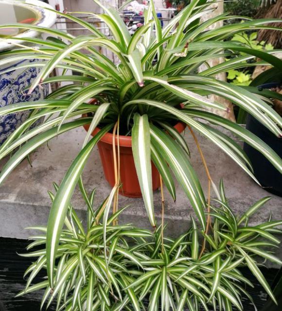 吊兰换盆需要注意什么,几年的吊兰换盆的正确方法