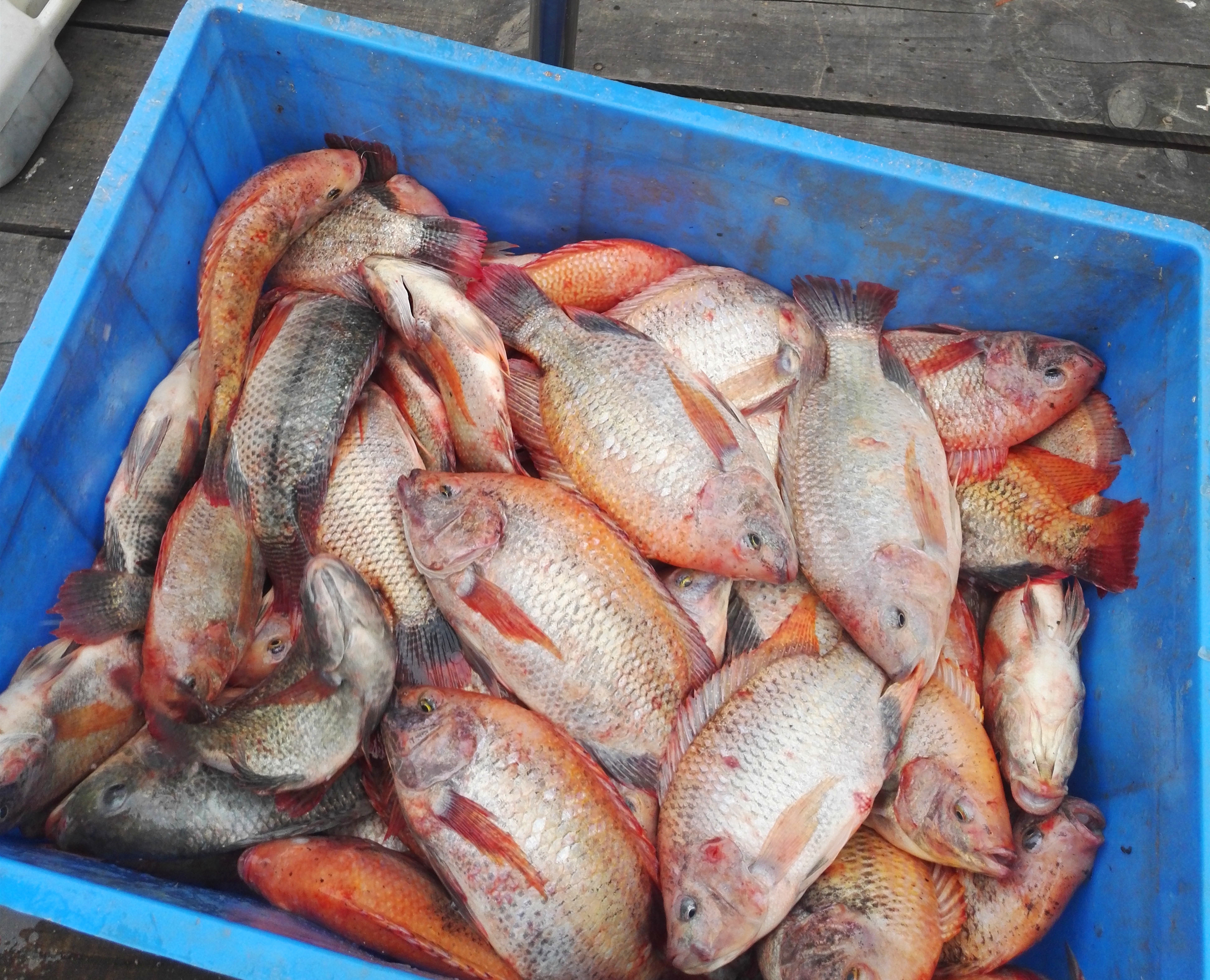 冬季黑坑罗非鱼如何开饵料,自制黑坑罗非鱼饵料怎么调