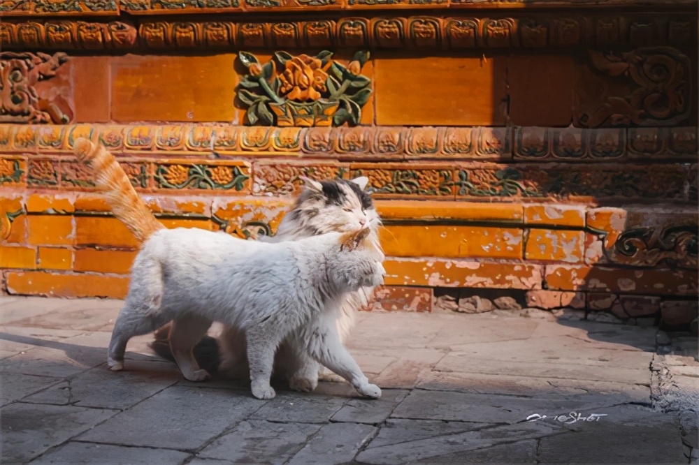 宫猫图鉴在哪儿,宫猫图鉴个人主页