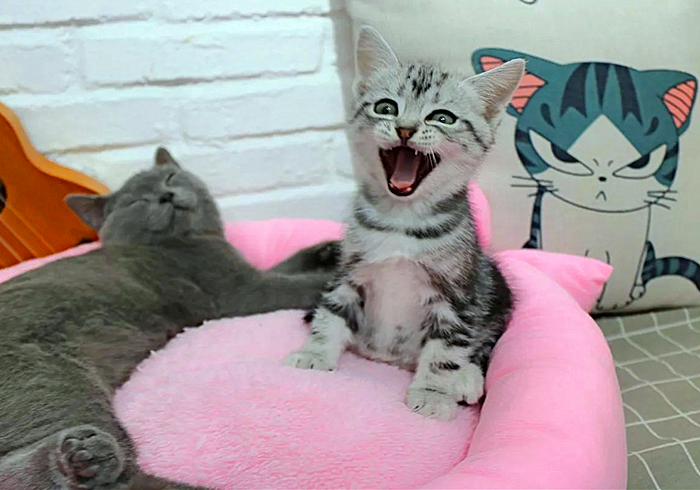 带猫咪回家过年猫咪害怕怎么办,过年带猫回家猫咪特别害怕怎么办