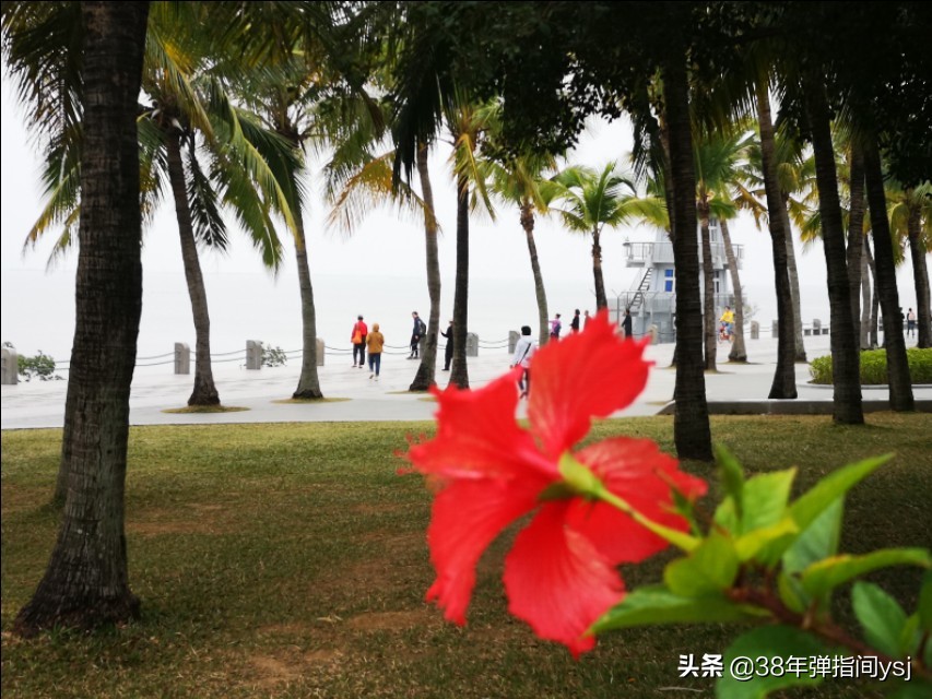 深圳旅行日记十三集,深圳湾公园一日游日记