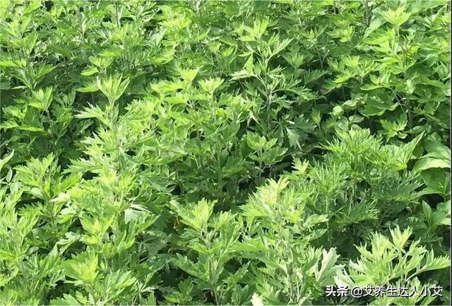 艾草如何补充女人阳气,做艾草垫对女人的十大好处