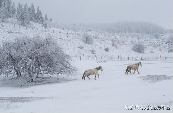 2020年仙女山第一场雪,仙女山第一场雪