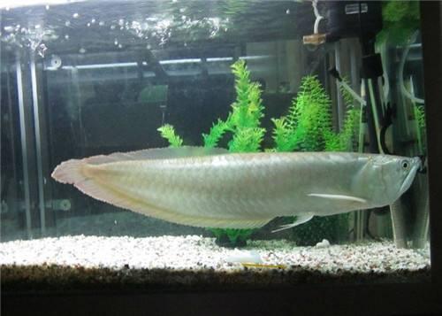 什么观赏鱼最便宜最好养,最便宜又容易养的观赏鱼有哪些