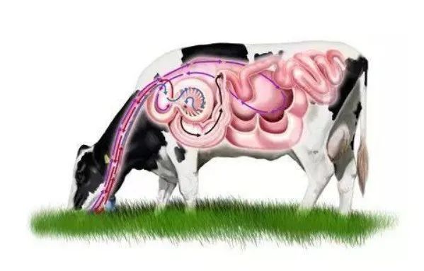 不反刍怎么治疗,治牛不反刍不排便最简单方法