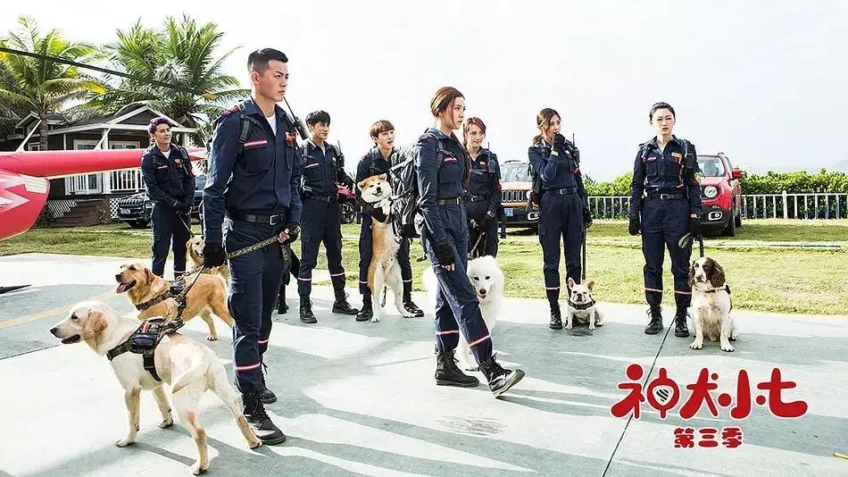 神犬小七第一季小七成为神犬,神犬小七3奇奇