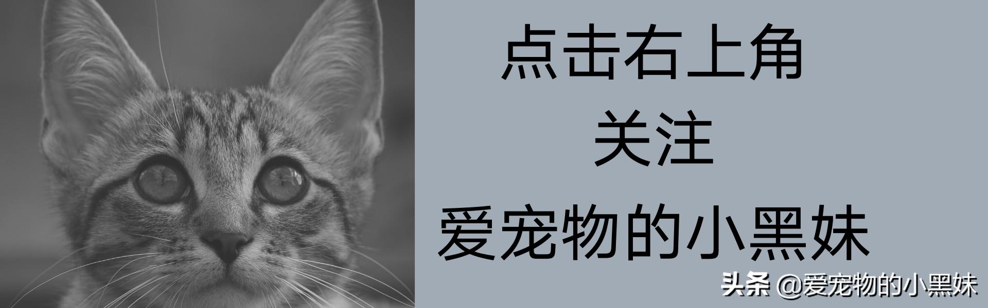 猫三狗四真实事件,辟谣猫有弓形虫