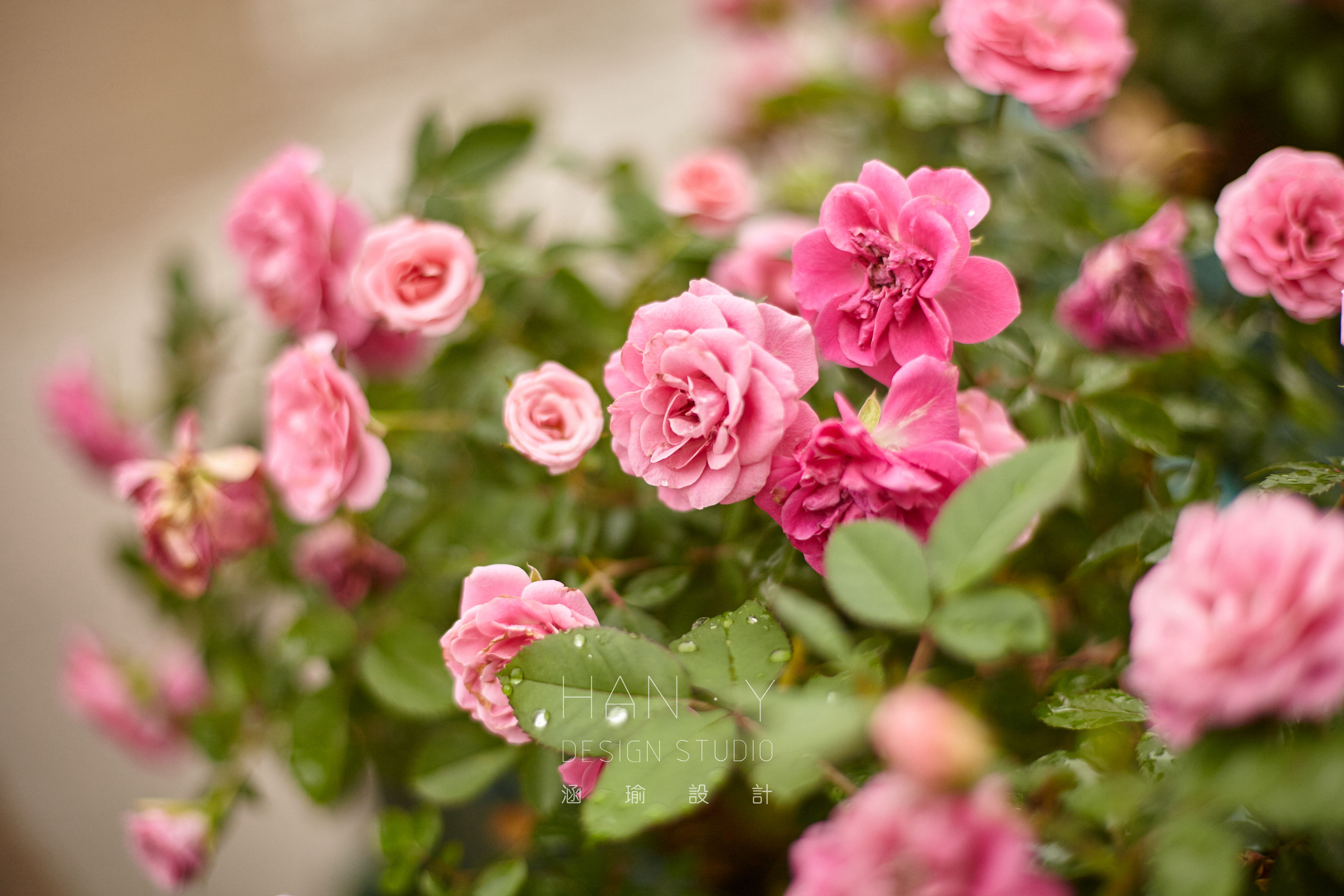 莫奈印象房子,莫奈房子装修效果图