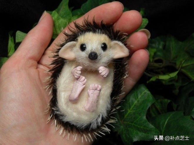 关于刺猬的小知识,宠物刺猬的冷知识