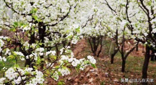 大“疫”灭清，天津2020赏花地图上线！