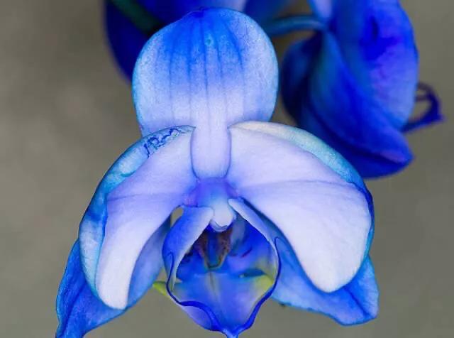 十大绝美兰花图片欣赏,南阳珍稀野生兰花图片