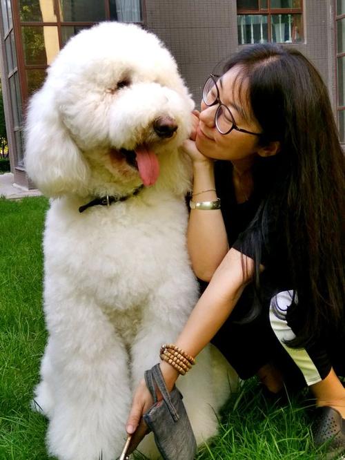 经济条件不好可以养金毛吗,如果经济不允许阿拉斯加犬吃什么