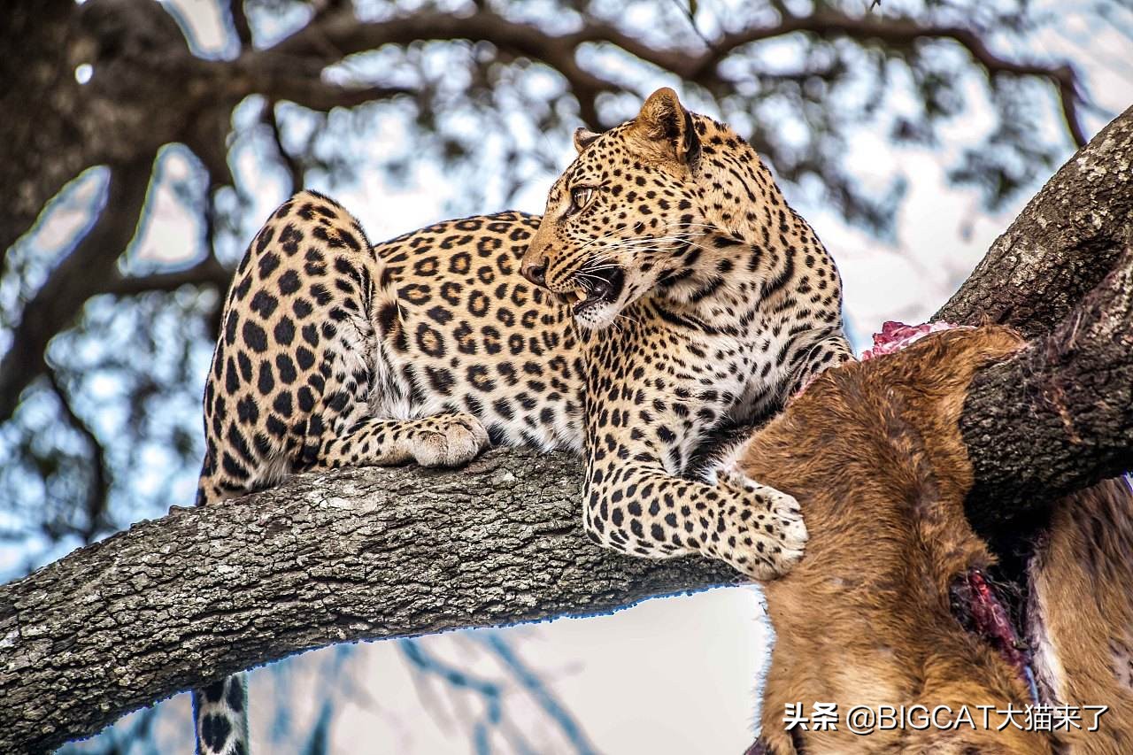 山西野生豹子咬死羊,牛犊被一大型野生动物咬死后续