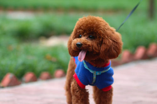 泰迪狗狗的睡姿图片,泰迪睡觉的姿势代表什么