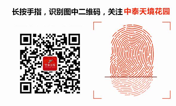 天境主题沉浸式,天境沉浸式体验