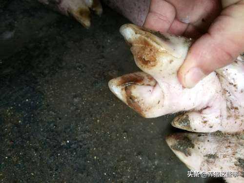 23年猪五号病的防治经验，分享给养猪友友！