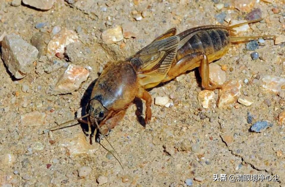 十大常见昆虫农村常见的20种昆虫,10种在家里可以找到的可怕昆虫