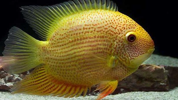 南美慈鲷,慈鲷有黑色的吗