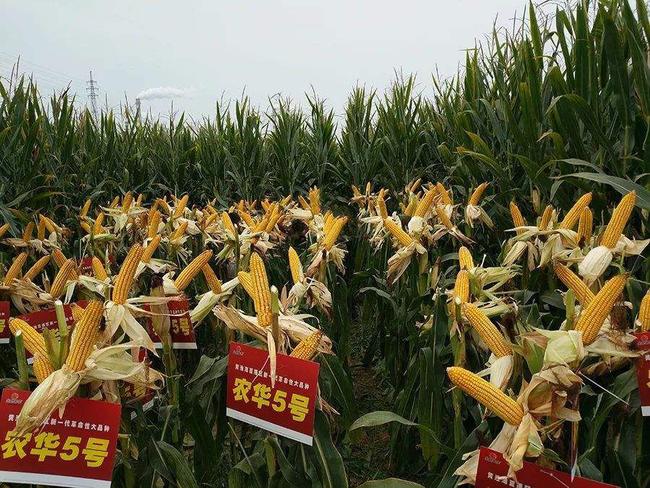 抗性好容重高的玉米种,抗逆性强的玉米种