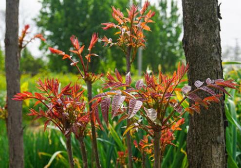 农民砍自己的树获刑,农民砍自家树最高判七年