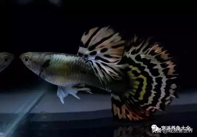 15个孔雀鱼品系图鉴绝美版,15个孔雀鱼品系图鉴