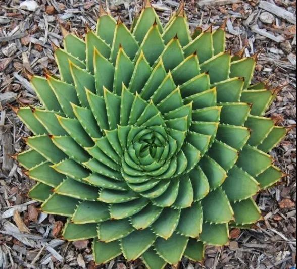 多肉植物科普讲解,林草科普活动方案