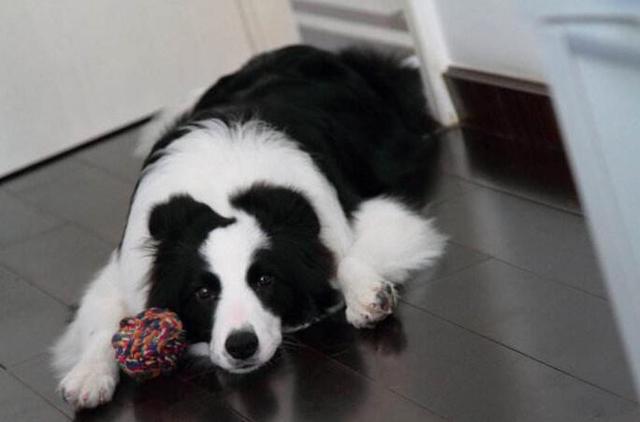 狗狗突然不吃不喝怎么回事,狗狗突然不吃不喝安静会咬人