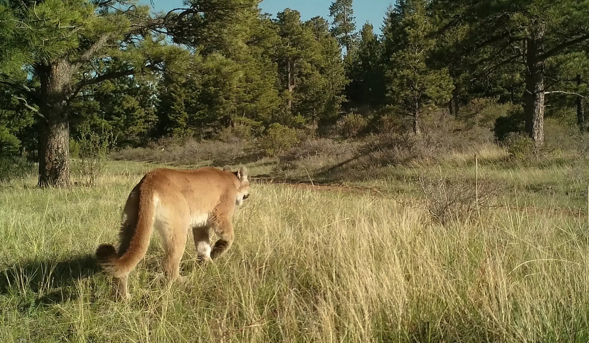 美洲狮真的就是美洲金猫吗,美洲狮是豹子还是狮子