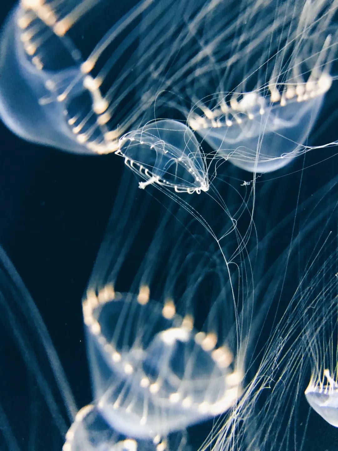 iphone相机操作指南广角镜头篇,iphone相机操作指南3.0