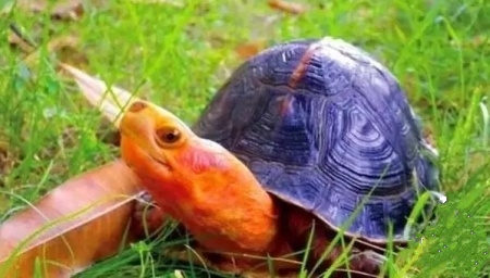 龟冬眠的注意事项视频,龟缸养龟要冬眠吗