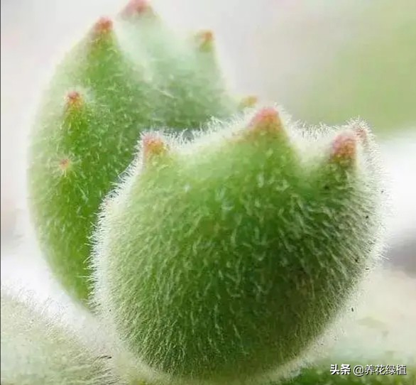 如何把多肉养得胖胖的,怎么能把多肉养得胖胖的