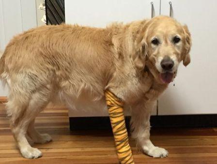 导盲犬是世界上最乖的犬吗,唯一能当导盲犬的狗