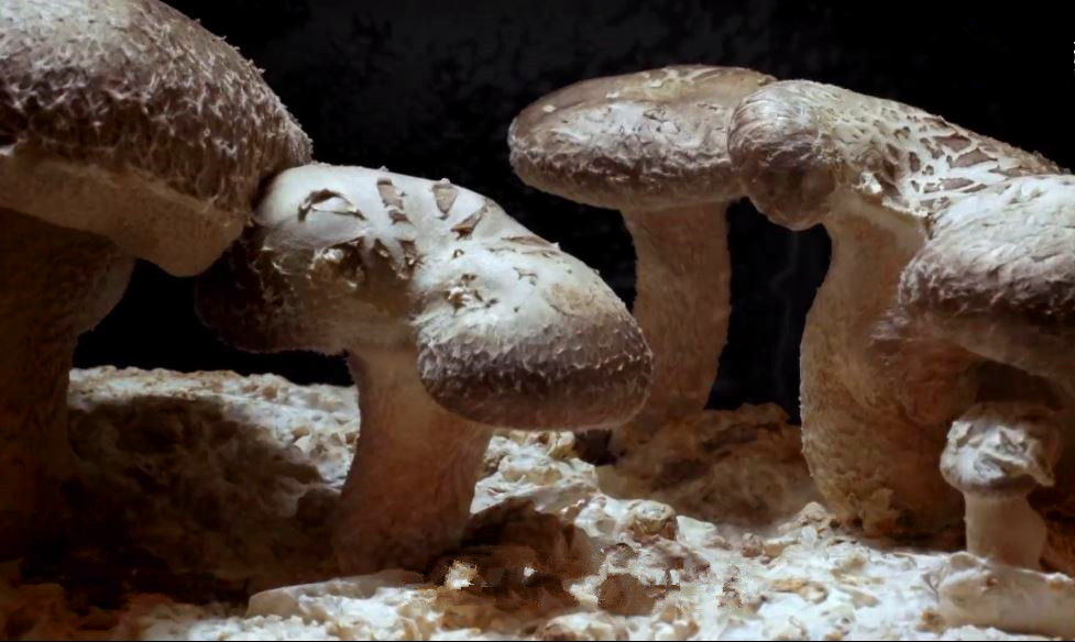 蘑菇是真菌还是植物,香气很浓的蘑菇叫什么菇