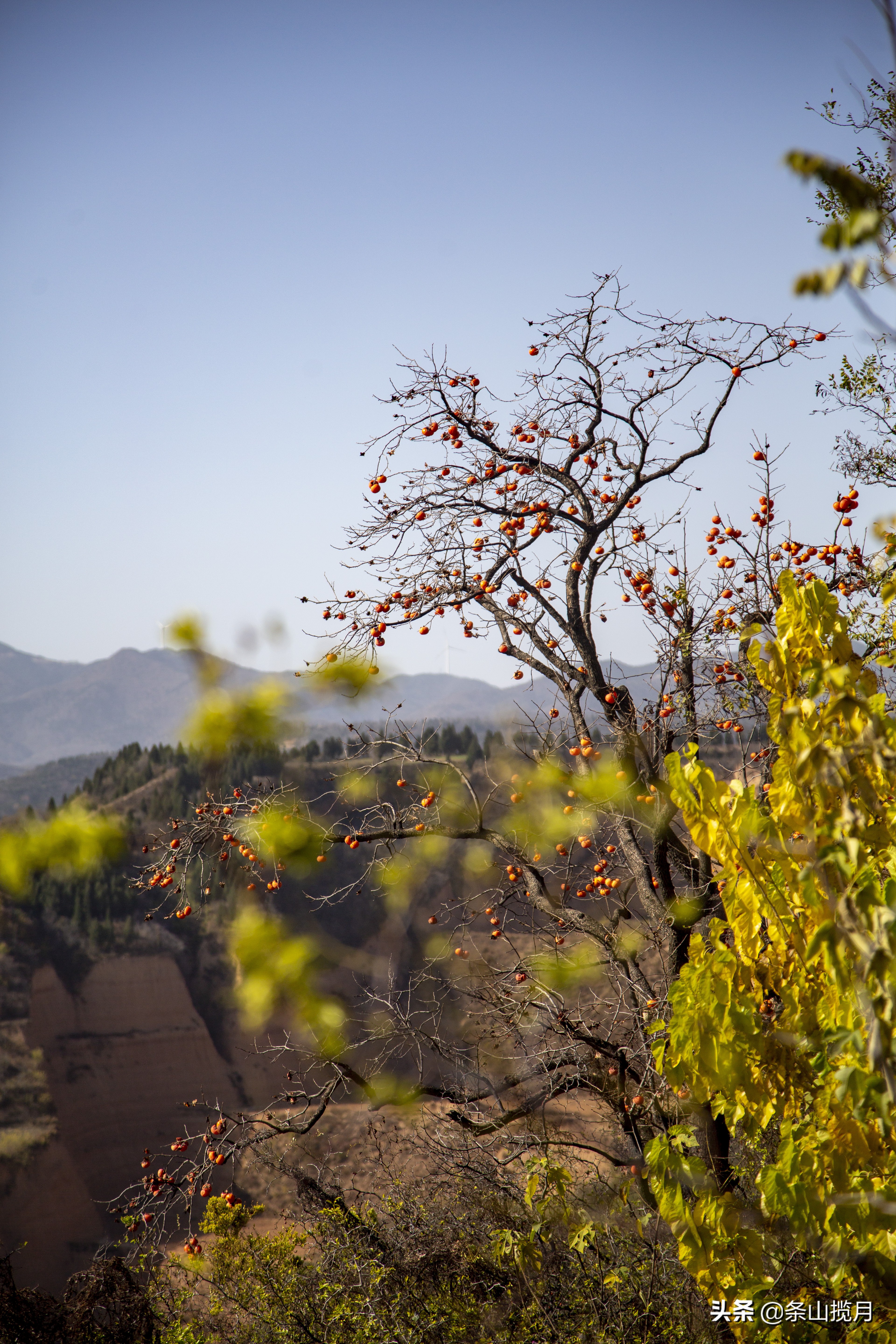 柿子红了记忆中的乡愁,柿子红了的乡愁文案