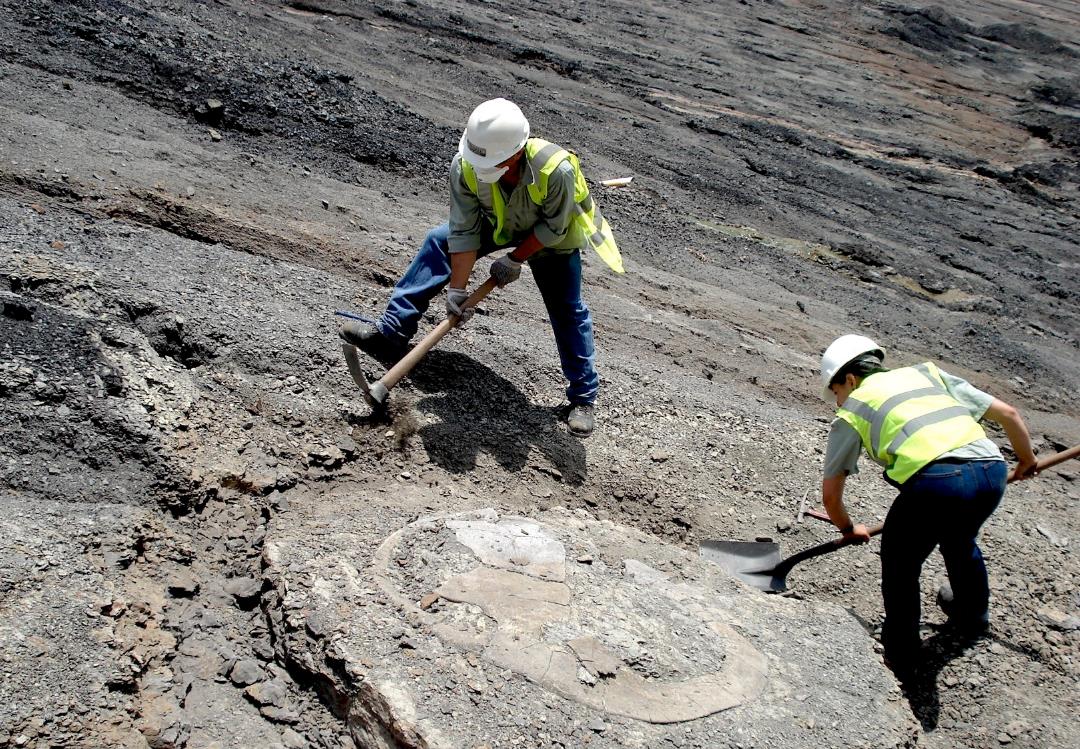 泰坦巨蟒把鳄鱼吞进肚子里,泰坦巨蟒被鳄鱼咬住了身体
