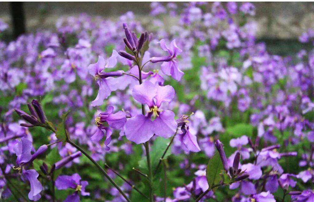 50种·蓝紫色系植物,尊享高贵典雅浪漫的视觉盛宴