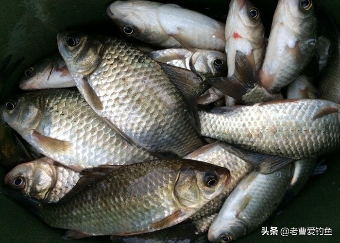 诱鱼配料配方,诱鱼料配方大全