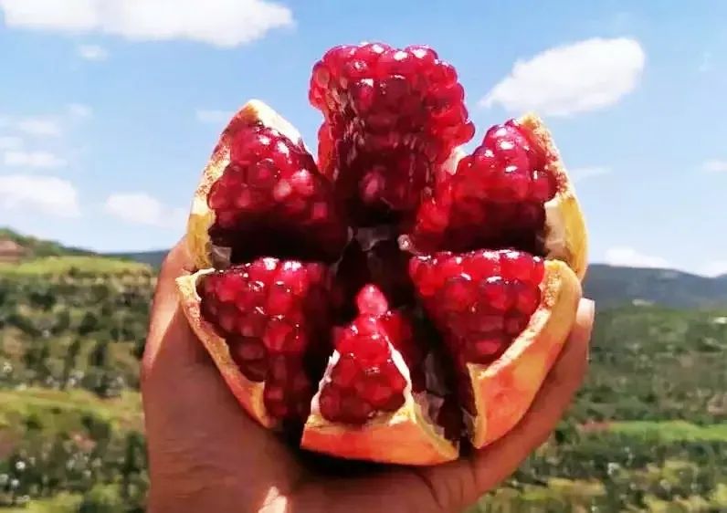 突尼斯软籽石榴雅诗兰黛,突尼斯石榴口感好吗