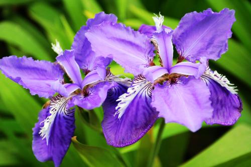 钃濈传鑹茬殑鑺辨湁鍑犵,10绉嶈秴缇庣殑娴呯传鑹茶姳