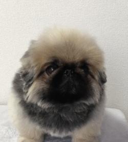 超级可爱呆萌的小奶狗,全种类小奶狗超萌合集