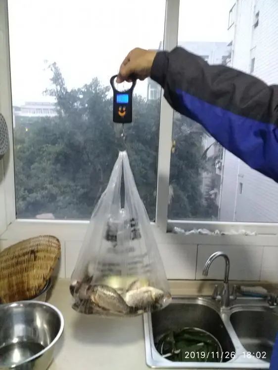 本汀宗师仙羽,本汀太极宗师仙羽鱼竿测试