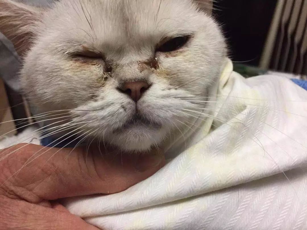 猫狗泪痕直接影响颜值，铲屎官应找到溢泪原因，先治病后去痕！