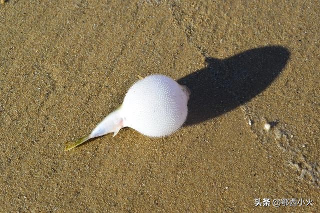 福建第一大岛平潭岛旅行,福建第一大岛是平潭还是海坛