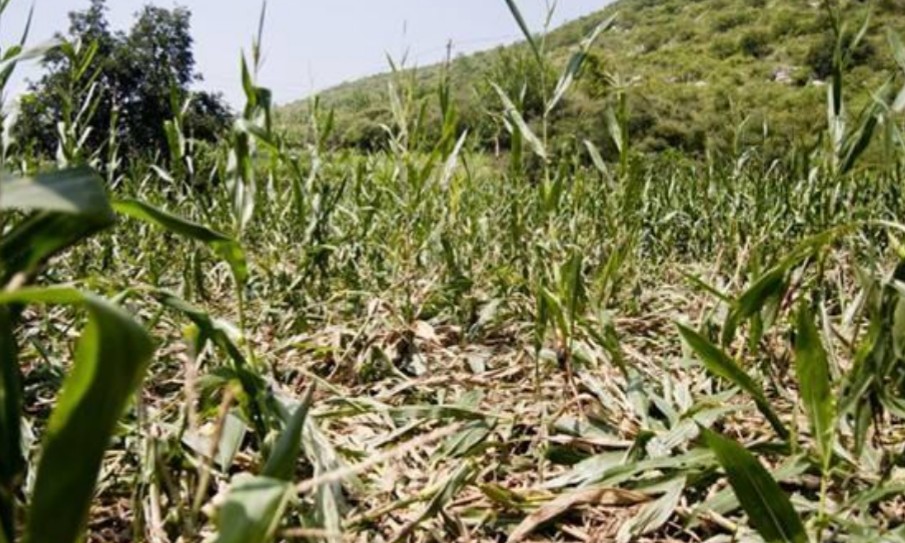 野猪毁坏庄稼如何驱赶野猪怕什么,野猪祸害庄稼红薯