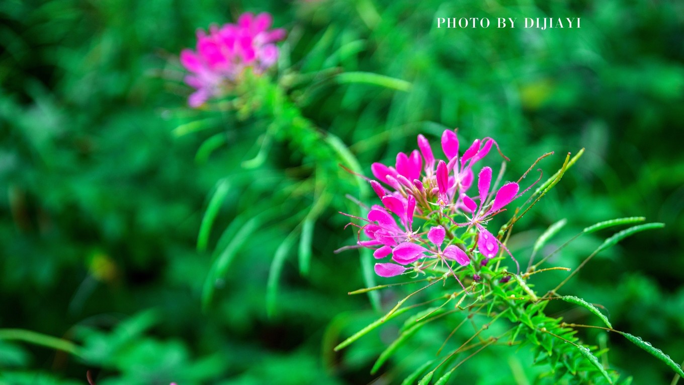 金坛花谷奇缘几月开花,金坛花谷奇缘地图