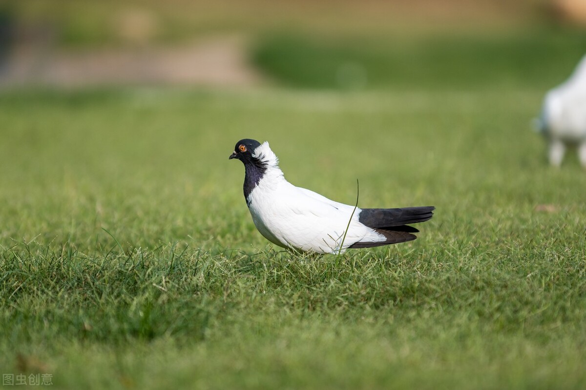 鸽子拉水便怎么处理,鸽子拉水便怎么治