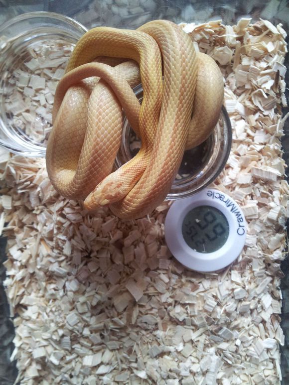 会自己断尾巴的蛇,会捆绑的蛇