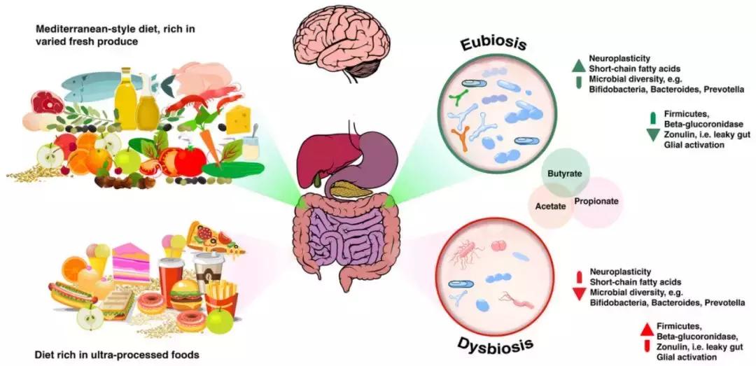微生物脑肠轴介绍,微生物肠脑轴关系图